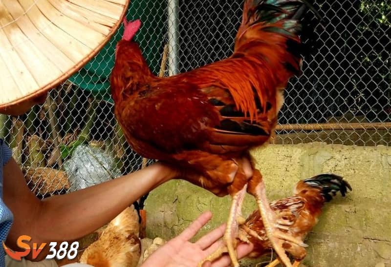 Bài tập nhồi gà giúp phát huy sức mạnh phần canh và chân