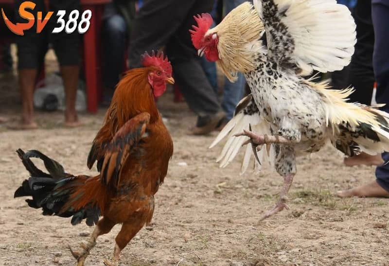 Chấp bạc đối với gà lông