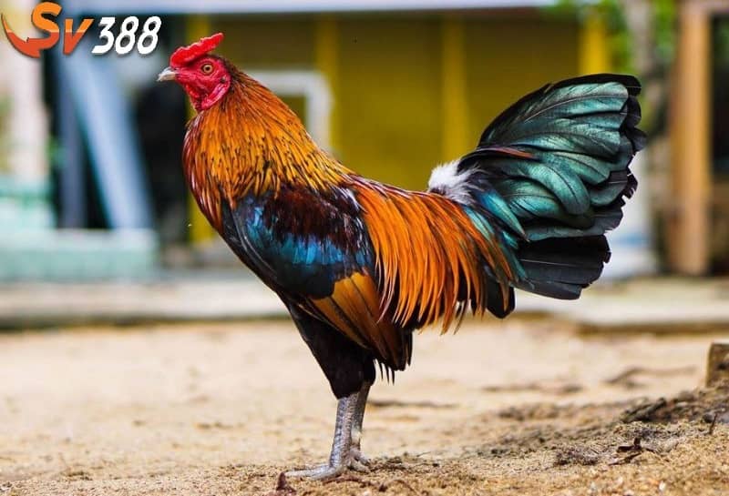Đảm bảo nơi ở khi chăm sóc gà bị cựa phải thoáng