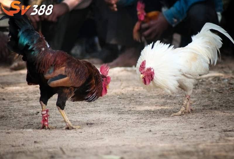 Mỗi trận đấu đá gà Peru chỉ diễn ra trong thời gian ngắn