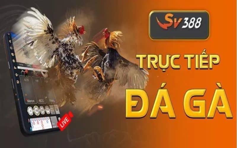 Xem trực tiếp đá gà Thomo tại SV388 có nhiều ưu điểm